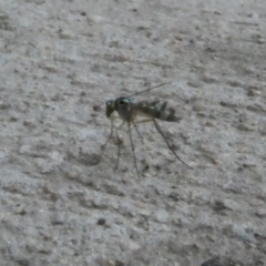 Dolichopodidae (family) (Unidentified Long-legged fly) at Belconnen, ACT - 13 Jan 2023 by jgiacon