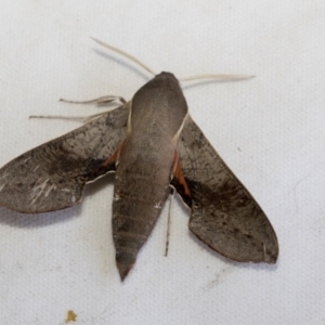 Hippotion scrofa at Holt, ACT - 13 Jan 2023