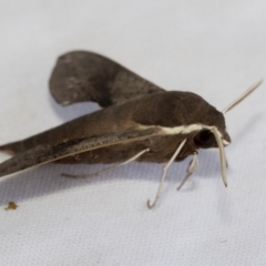 Hippotion scrofa at Holt, ACT - 13 Jan 2023