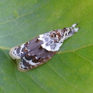 Piloprepes gelidella at Stromlo, ACT - 13 Jan 2023