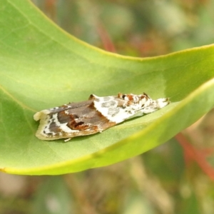 Piloprepes gelidella at Stromlo, ACT - 13 Jan 2023