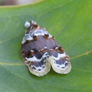 Piloprepes gelidella at Stromlo, ACT - 13 Jan 2023