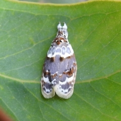 Piloprepes gelidella at Stromlo, ACT - 13 Jan 2023