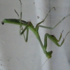 Pseudomantis albofimbriata (False garden mantis) at Emu Creek - 13 Jan 2023 by JohnGiacon