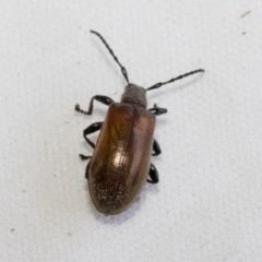 Ecnolagria grandis at Belconnen, ACT - 13 Jan 2023