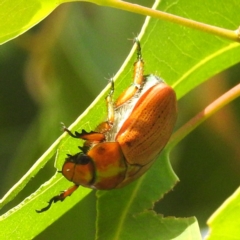 Anoplognathus sp. (genus) (Unidentified Christmas beetle) at Tuggeranong, ACT - 13 Jan 2023 by HelenCross