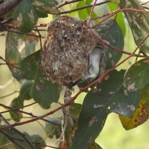 Gerygone fusca at Stromlo, ACT - 13 Jan 2023