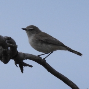 Gerygone fusca at Stromlo, ACT - 13 Jan 2023