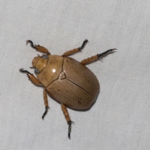 Anoplognathus pallidicollis at Higgins, ACT - 2 Jan 2023 10:01 PM