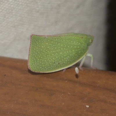 Siphanta acuta (Green planthopper, Torpedo bug) at Higgins, ACT - 30 Dec 2022 by AlisonMilton