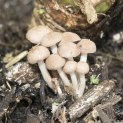 zz agaric (stem; gill colour unknown) at Higgins, ACT - 6 Jan 2023 by AlisonMilton