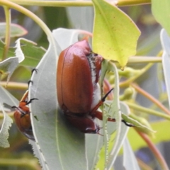 Anoplognathus sp. (genus) (Unidentified Christmas beetle) at Tuggeranong, ACT - 13 Jan 2023 by HelenCross