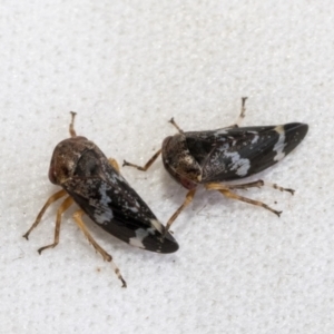 Eurypella tasmaniensis at Higgins, ACT - 13 Jan 2023