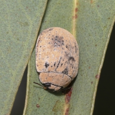 Trachymela sp. (genus) (Brown button beetle) at Scullin, ACT - 12 Jan 2023 by AlisonMilton