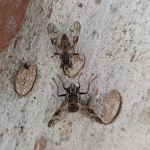 Cardiacera sp. (genus) at Weetangera, ACT - 12 Jan 2023