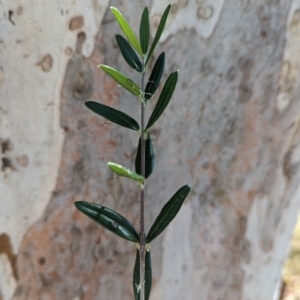 Olea europaea subsp. cuspidata at Weetangera, ACT - 12 Jan 2023 10:16 AM