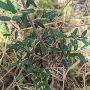 Olea europaea subsp. cuspidata at Weetangera, ACT - 12 Jan 2023 10:16 AM