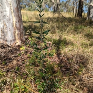 Olea europaea subsp. cuspidata at Weetangera, ACT - 12 Jan 2023 10:16 AM