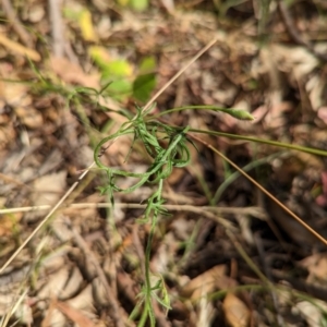 Convolvulus angustissimus subsp. angustissimus at Molonglo Valley, ACT - 12 Jan 2023