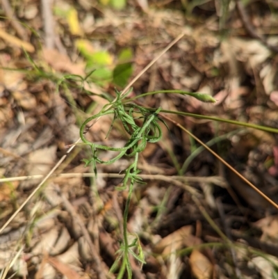 Convolvulus angustissimus subsp. angustissimus (Australian Bindweed) at Molonglo Valley, ACT - 12 Jan 2023 by CattleDog