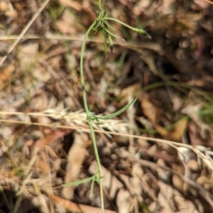 Convolvulus angustissimus subsp. angustissimus at Molonglo Valley, ACT - 12 Jan 2023