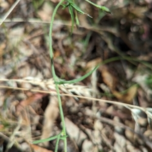 Convolvulus angustissimus subsp. angustissimus at Molonglo Valley, ACT - 12 Jan 2023