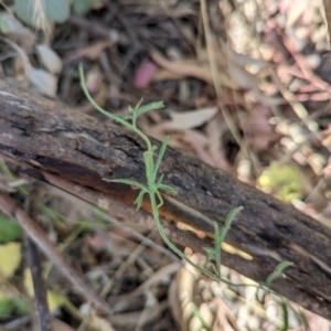 Convolvulus angustissimus subsp. angustissimus at Molonglo Valley, ACT - 12 Jan 2023