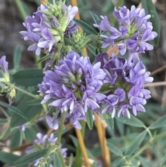 Medicago sativa (Lucerne, Alfalfa) at Watson, ACT - 13 Jan 2023 by JaneR