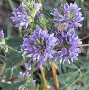 Medicago sativa at Watson, ACT - 13 Jan 2023