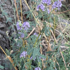 Medicago sativa at Watson, ACT - 13 Jan 2023 07:19 PM