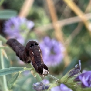 Erebidae (family) at Watson, ACT - 13 Jan 2023