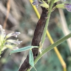 Erebidae (family) at Watson, ACT - 13 Jan 2023