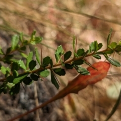 Bursaria spinosa subsp. lasiophylla (Australian Blackthorn) at Molonglo Valley, ACT - 12 Jan 2023 by CattleDog