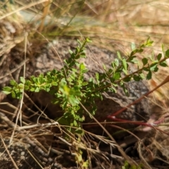 Bursaria spinosa subsp. lasiophylla at Molonglo Valley, ACT - 12 Jan 2023 09:51 AM