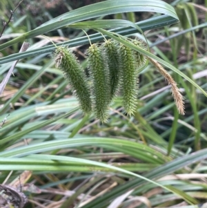 Carex fascicularis at Campbell, ACT - 12 Jan 2023