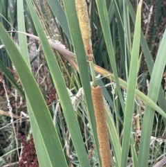 Typha domingensis (Bullrush) at Mount Ainslie to Black Mountain - 12 Jan 2023 by JaneR