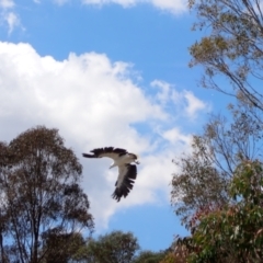 Haliaeetus leucogaster (White-bellied Sea-Eagle) at Googong Foreshore - 12 Jan 2023 by SimoneC