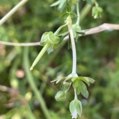 Geranium sp. Pleated sepals (D.E.Albrecht 4707) Vic. Herbarium at Mount Ainslie to Black Mountain - 12 Jan 2023 by JaneR