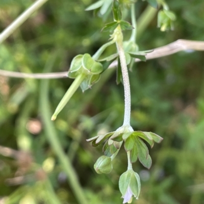 Geranium sp. Pleated sepals (D.E.Albrecht 4707) Vic. Herbarium at Campbell, ACT - 12 Jan 2023 by JaneR