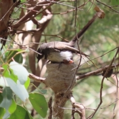 Rhipidura albiscapa at Fyshwick, ACT - 13 Jan 2023 12:18 PM