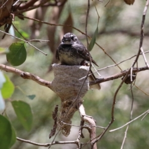 Rhipidura albiscapa at Fyshwick, ACT - 13 Jan 2023