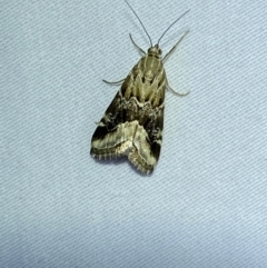 Hellula hydralis (Cabbage Centre Moth) at Jerrabomberra, NSW - 12 Jan 2023 by SteveBorkowskis