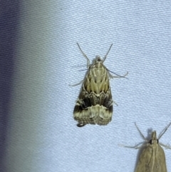 Hellula hydralis at Jerrabomberra, NSW - 12 Jan 2023