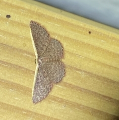 Idaea costaria at Jerrabomberra, NSW - 13 Jan 2023