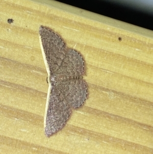 Idaea costaria at Jerrabomberra, NSW - 13 Jan 2023