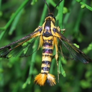 Ichneumenoptera chrysophanes at Queanbeyan West, NSW - 12 Jan 2023