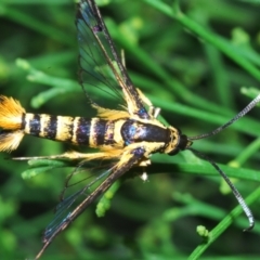 Ichneumenoptera chrysophanes at Queanbeyan West, NSW - 12 Jan 2023