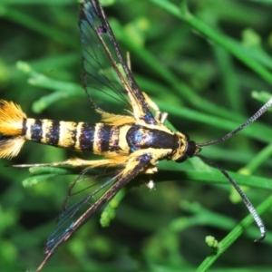 Ichneumenoptera chrysophanes at Queanbeyan West, NSW - 12 Jan 2023