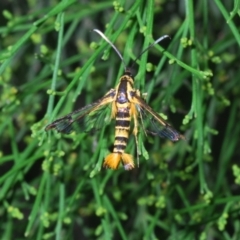 Ichneumenoptera chrysophanes at Queanbeyan West, NSW - 12 Jan 2023