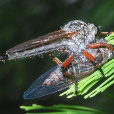 Zosteria sp. (genus) (Common brown robber fly) at Fadden, ACT - 12 Jan 2023 by Harrisi